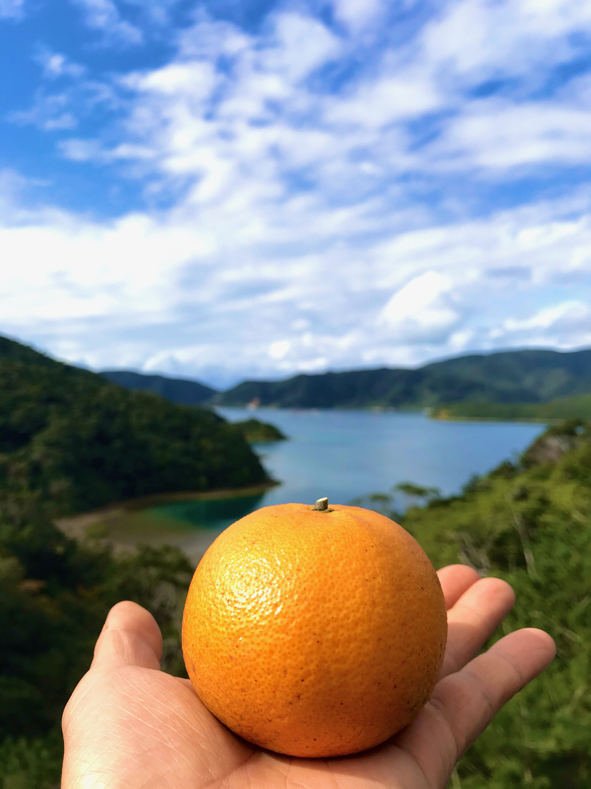 奄美大島産「完熟たんかん」 ーご家庭用ー 2.5kg | kanchanafarm