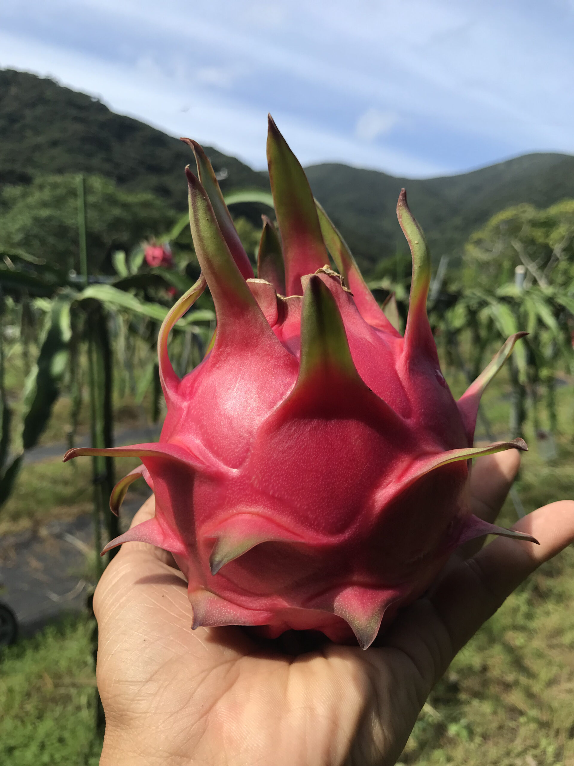 夏にピッタリ南国果実 こだわり樹上完熟ドラゴンフルーツ ご家庭用 2kg Kanchanafarm